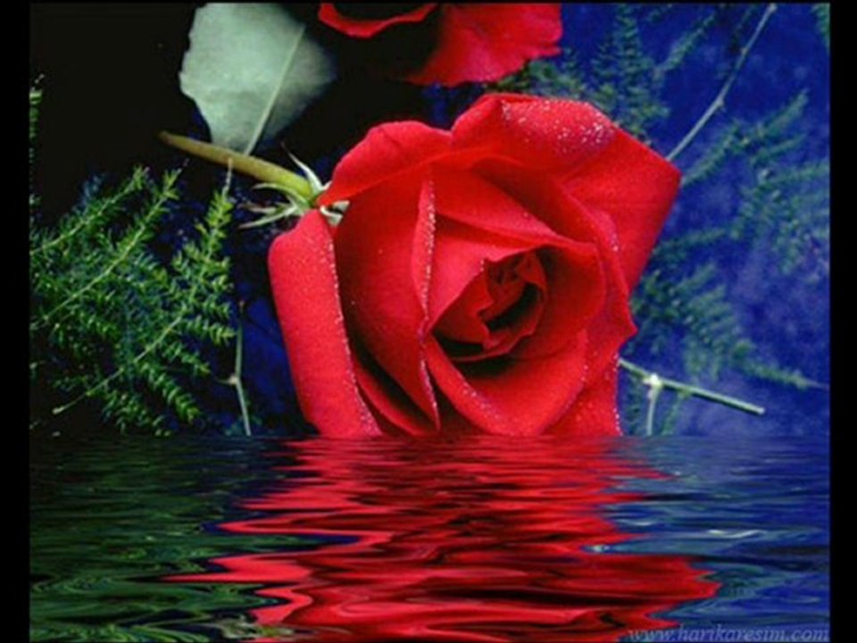 musa abi - Sevdim Seni Mabuduma