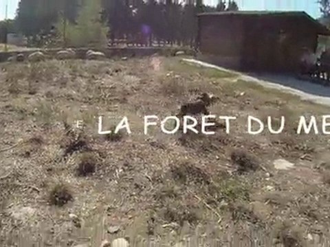 Springer de la foret du melu .FAKIR et FUMO de la foret du melu agee de 2 mois