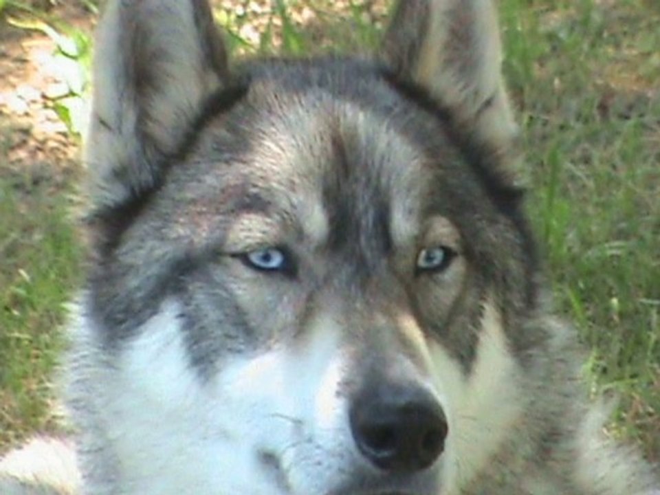 Anook mon husky