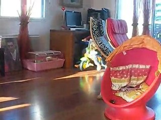 Arthur et les chats font du vélo