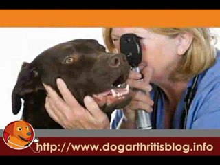 Dog Arthritis Symptoms