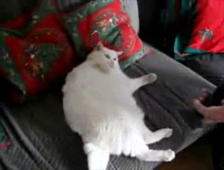 un gros chat et un aspirateur