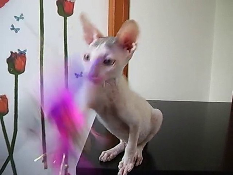 FIGARO DES PETITS VELOURS