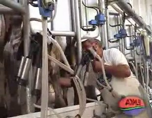 SÜT SAĞIM ODALARI 1