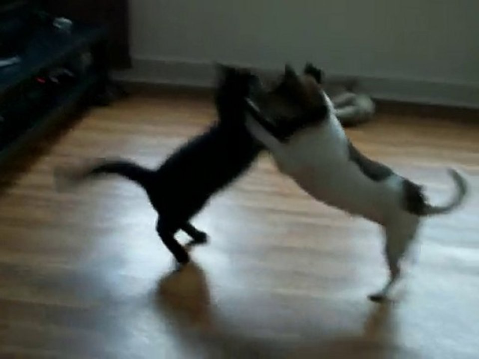 Mes Babies