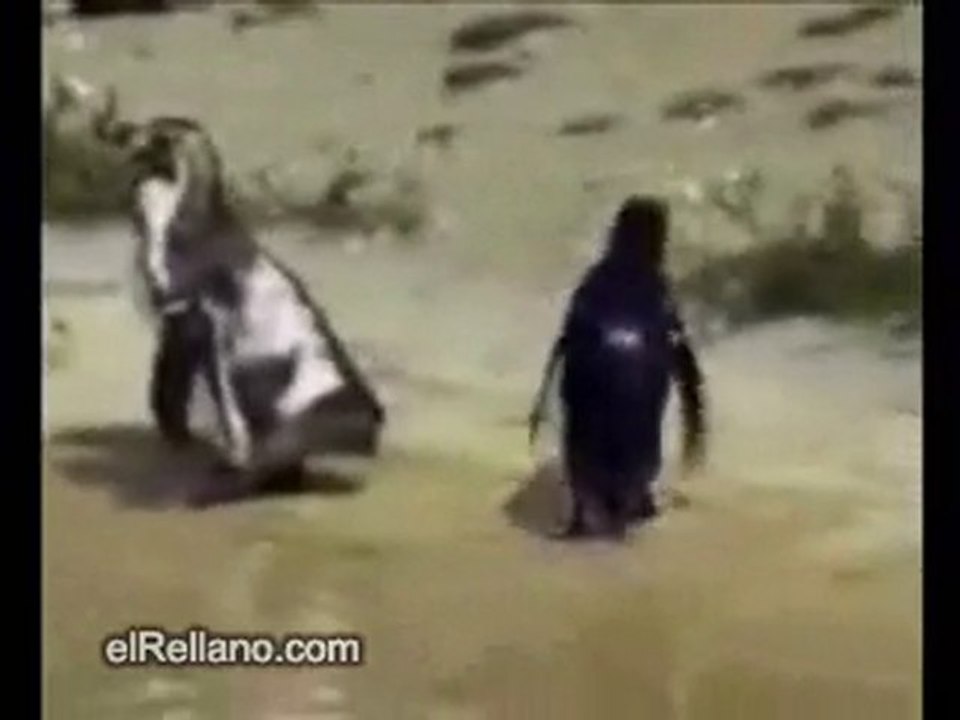 Pinguin qui gobe un x