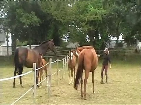 les poulains 2010 de l'ecurie boderes