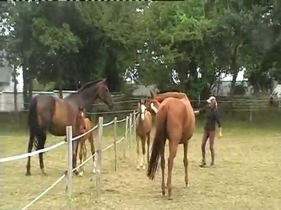les poulains 2010 de l'ecurie boderes
