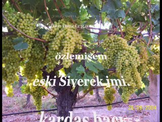 Ayten Özlem YEŞİLÇALI