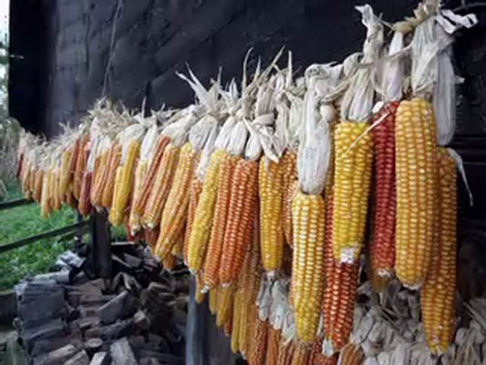 barış manço rezildede (çayelinden öteye)