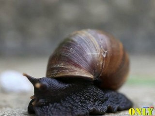 蝸牛snail __FULL HD1080P