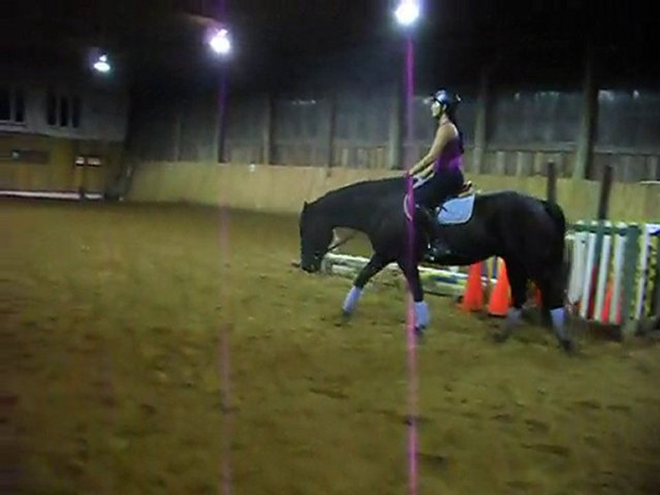 Paradox - dressage, pas et trot