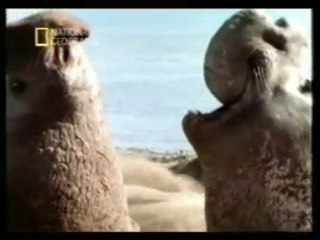 Vida sexual de los leones marinos