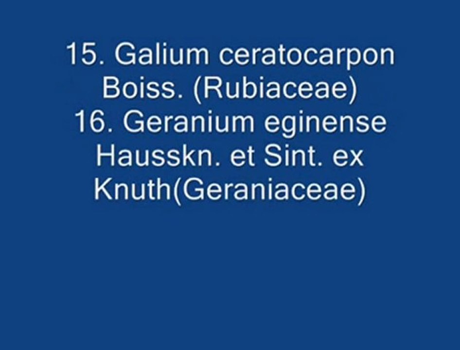 bitki çeşidi