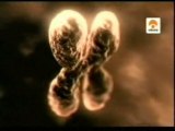 Telomeros: Estres y envejecimiento (Estudio de gemelos)