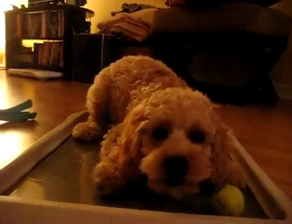 Il barboncino ipercinetico