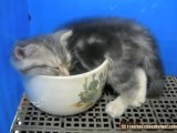 Il tenero gattino si appisola nella tazza