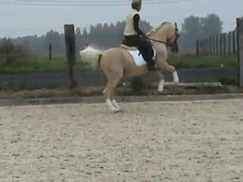 Etalon dressage approuvé né en 95 - Niveau FEI