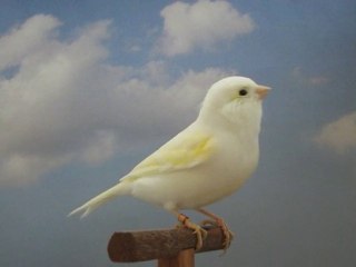 Jaune mosaïque 2010