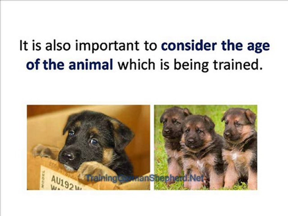 Is Training a German Shepherd Difficult