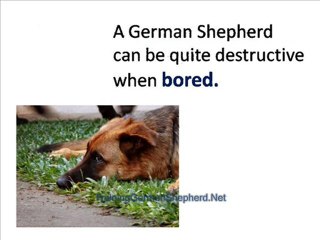 Mistakes To Avoid When Training Your German Shepherd