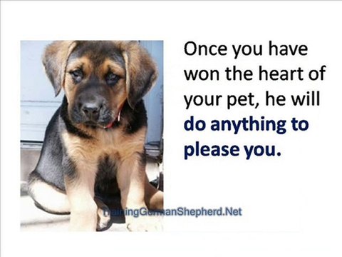 Training Your German Shepherd To Be a Guard Dog