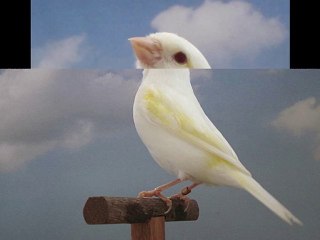 Lutino mosaïque  2010