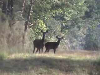 une biche et un faon