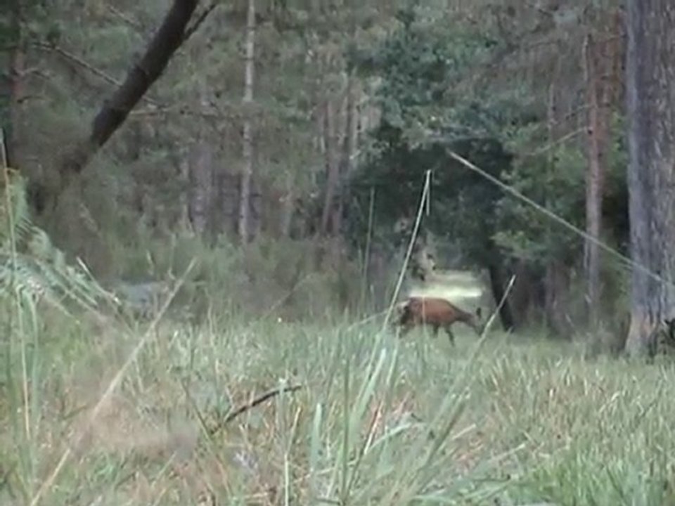 cerf