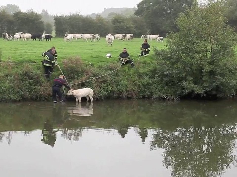 Maubeuge : Sauvetage d'un veau tombé dans la Sambre