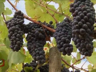 Vendanges : Plutôt à la main ou à la machine ?