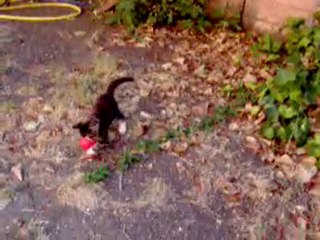 Zorro!!  il  miglior giocatore di calcio