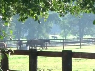 Le Haras d'Haspel