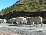 Les Bovins du Béarn