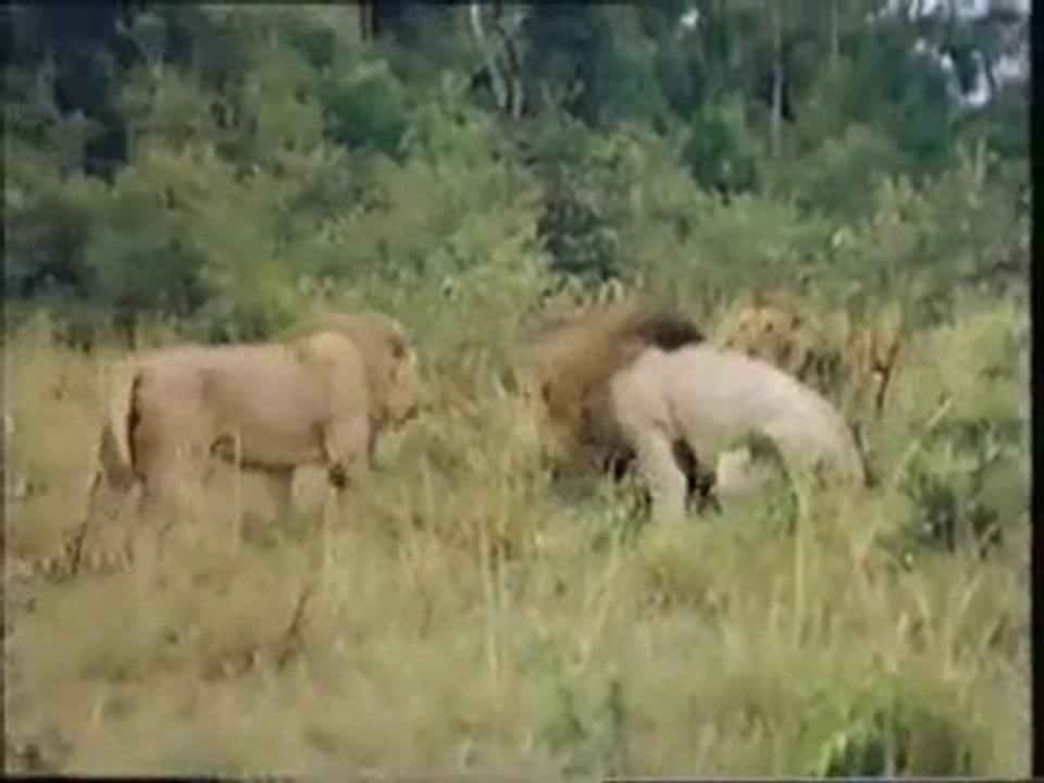 Genç aslanların kavgası - www.avkolik.net