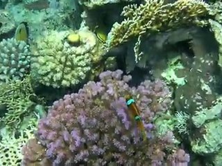 Snorkling in the Red Sea (sharm el sheik)