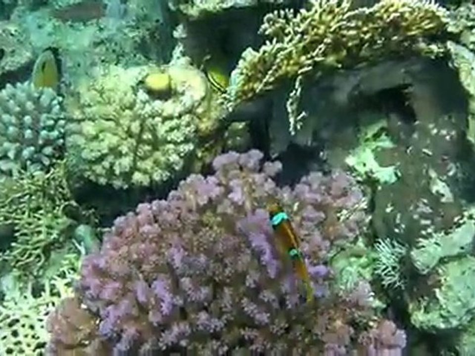 Snorkling in the Red Sea (sharm el sheik)