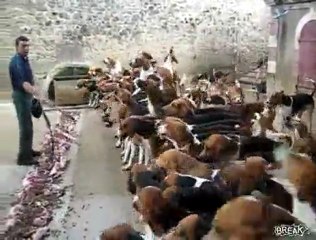 Köpek böyle beslenir... www.avkolik.net