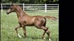 Arabian Reining Horses Florida