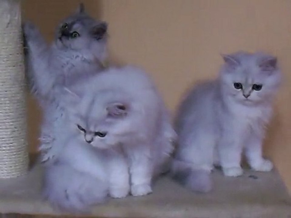 chatons 4 mois et demi