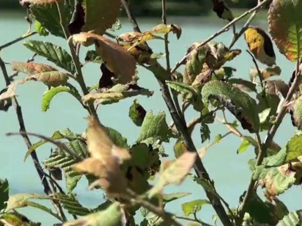 Riders Match Été 2010 : pelikan - widiwici crew