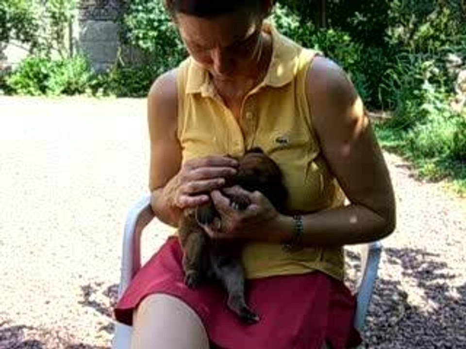 chiots rlee 22 juillet 2006 007