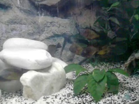 F0 İLANGİ YELLOW VİDEO (*BURHANERCAN*)