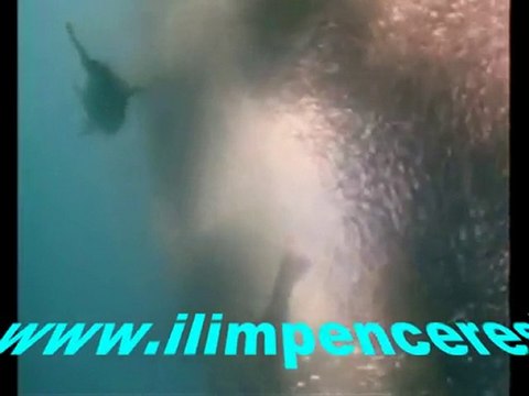 Ya Allah Grup Cennet kuşları