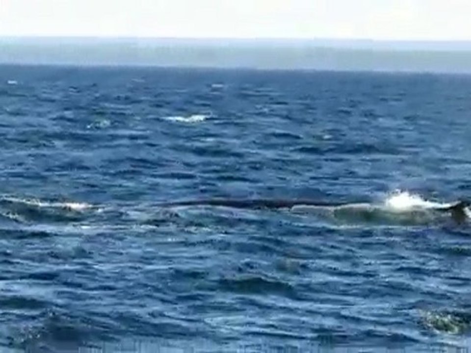 BALEINES A TADOUSSAC