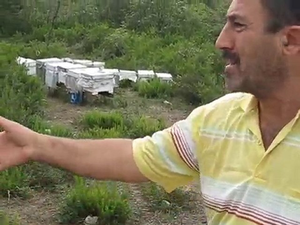 Arıcılıkta yağma, arıcılıkta yağmacılık