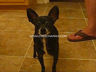 Vicious Chihuahua Sings God Bless America