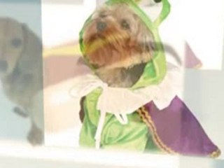 Dog Costume Halloween