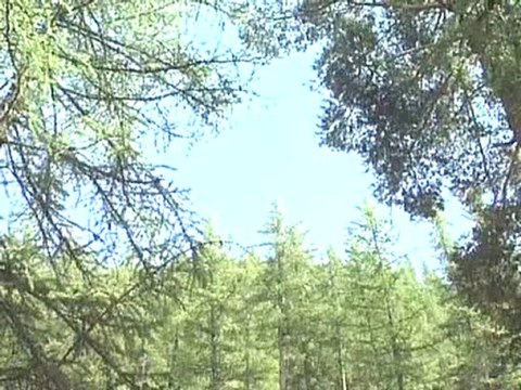 Tradition locale - Le méleze