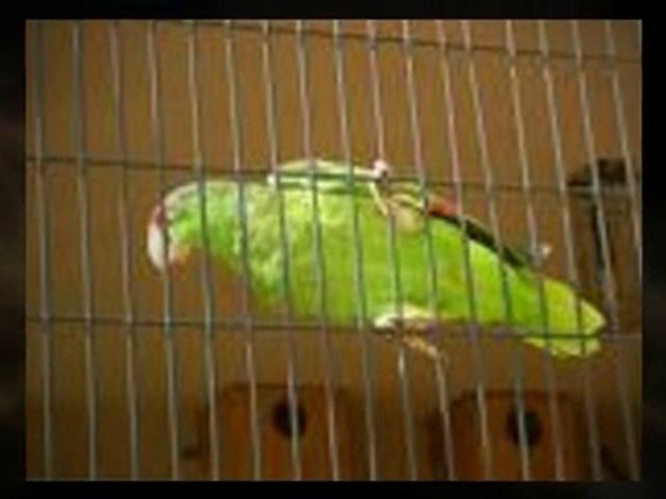 Bird Cages for Your Large Pet Birds For Sale!